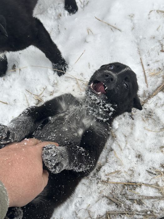 Отдам щенят в хорошие руки