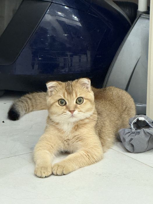 Ищем красивую,читсую жену для пародистово кота