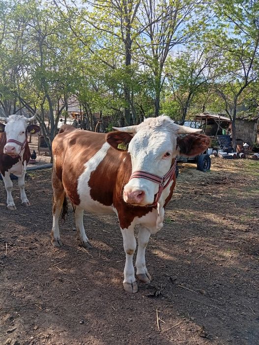 Vacă tânără, bălțată românească
