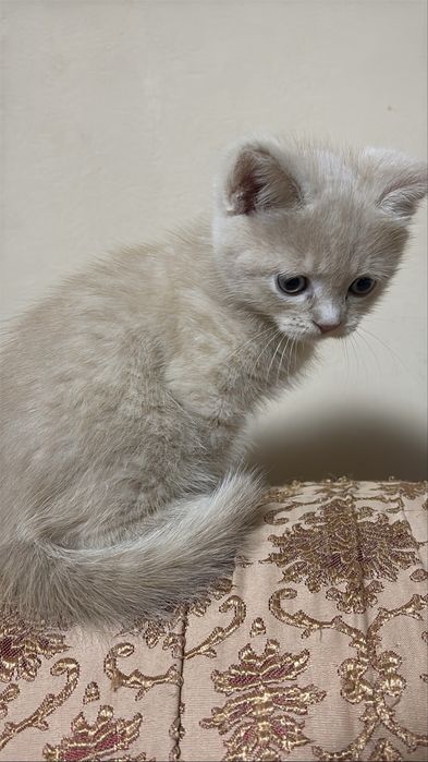 котята девочка и мальчик