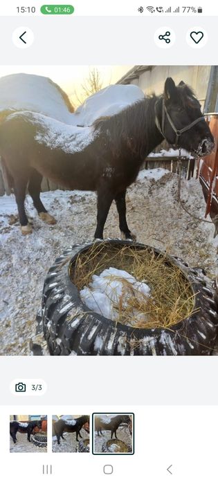 Продам кабыл жерёбые