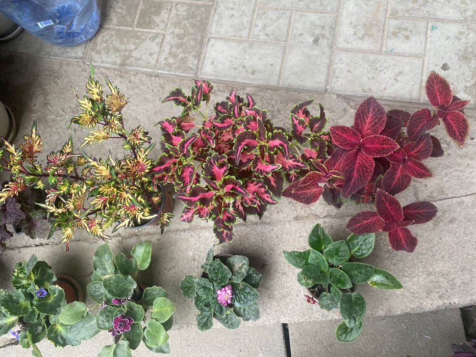 Цветы.  Фиалки   от 800 тг