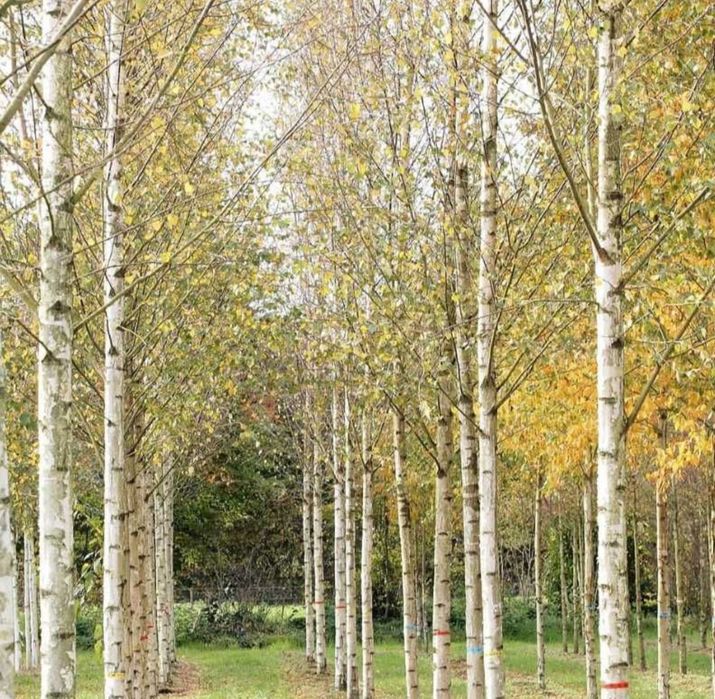 Mesteacăn betula (pendula) cu coajă alba