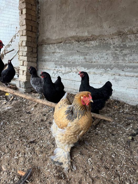 Damshniy xoroz tovuqlar sotiladi