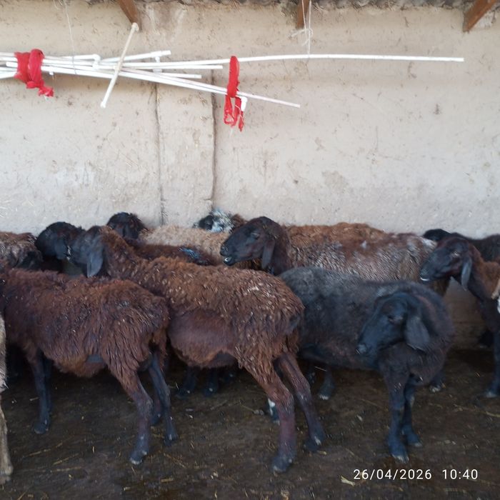 Sovliq qoʻylar sotiladi