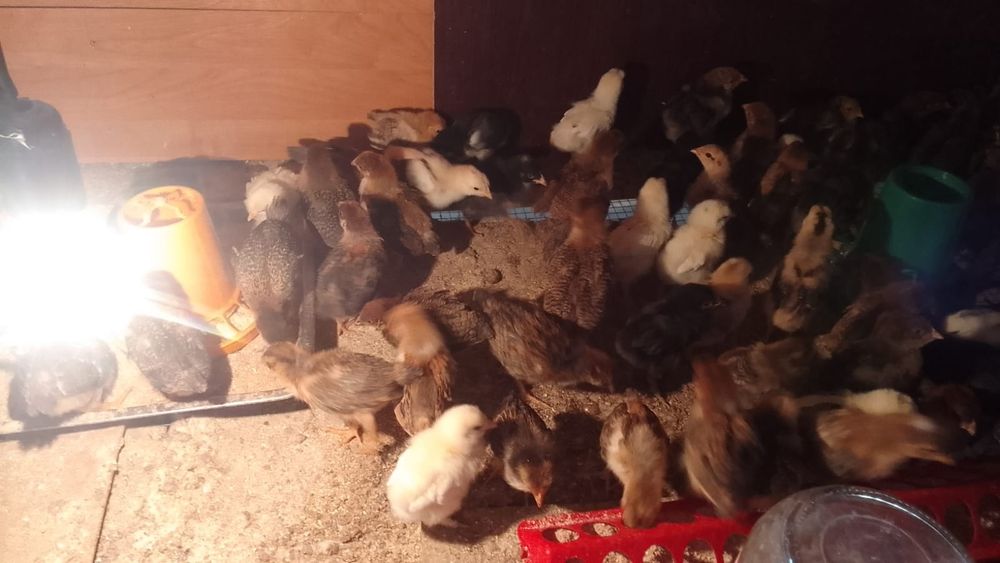 Продам домашних цыплят