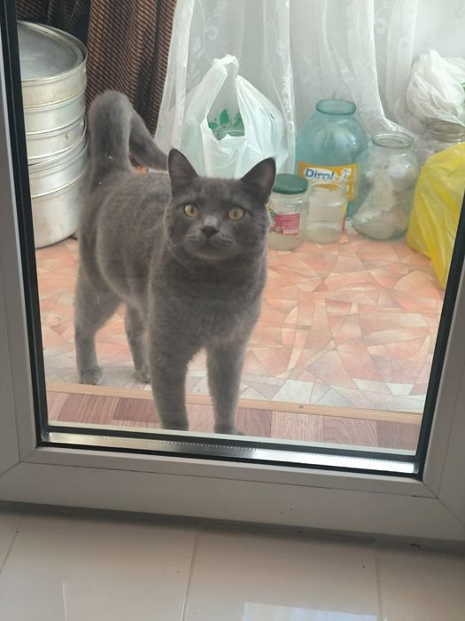 Отдадим кота в добрые руки