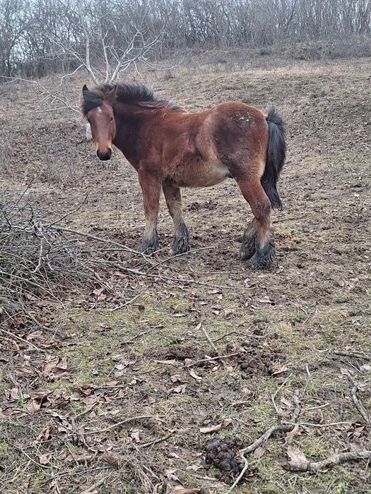 Manz de vanzare sau schimb cu animale sau auto