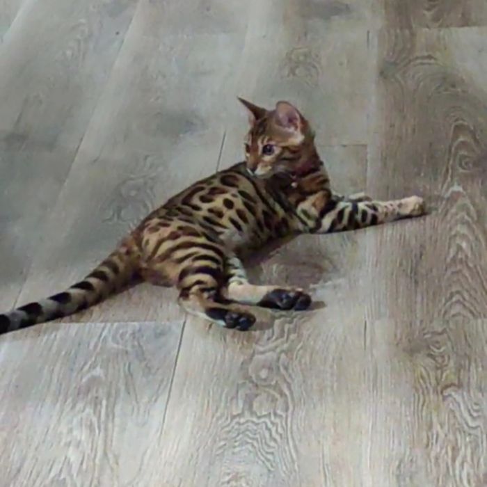Бенгальская кошка продам.