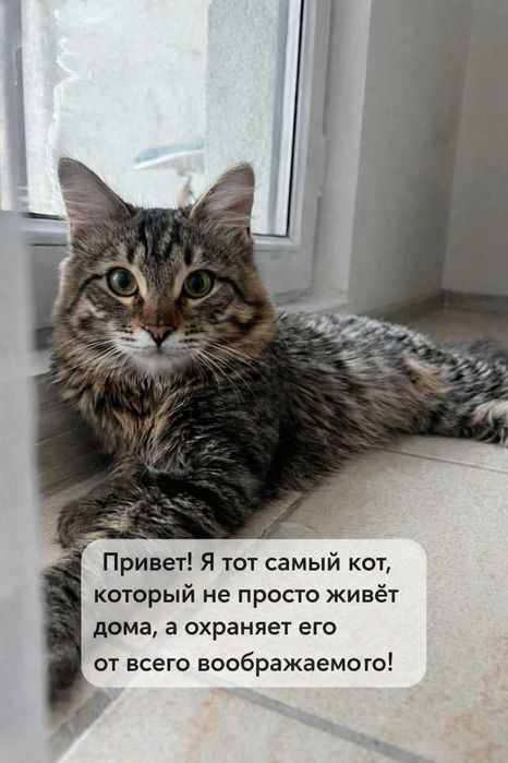 Молодой котик в поисках дома!
