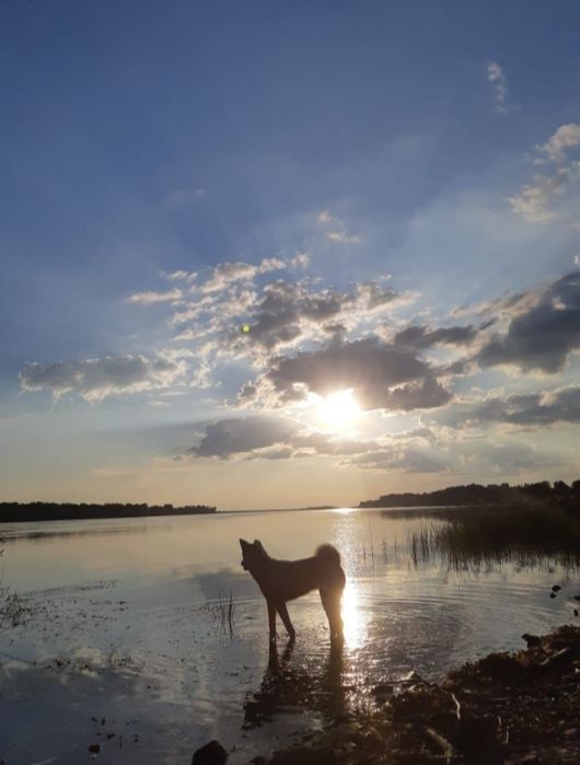 Японская акита.2