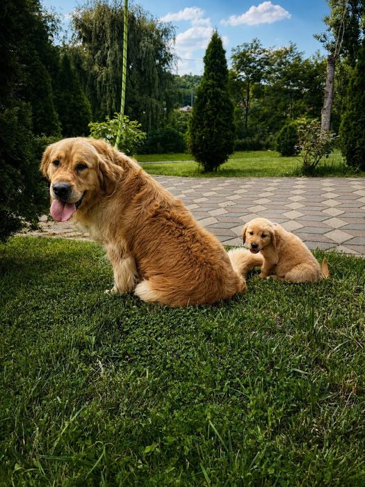 Golden Retriever Rasa Pura