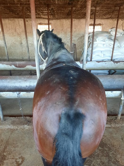 Анаммен бірге порно комикс гипнозы