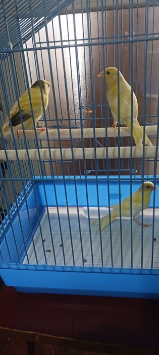 3 pui canar de anul acesta