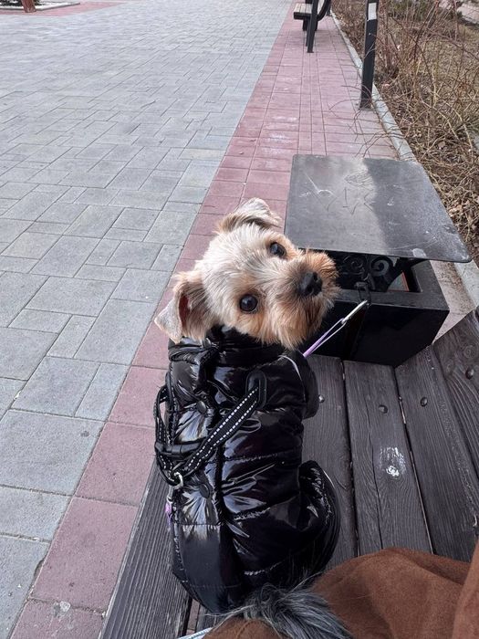 йоркширский терьер вязка