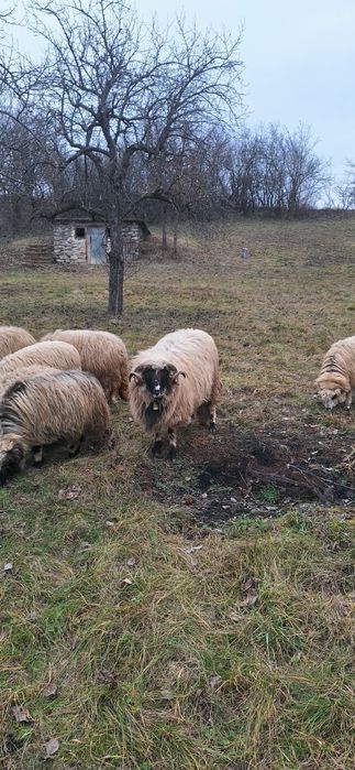 Licitez berbec ,vârstă 3 ani