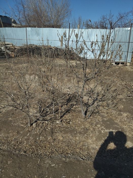 Жиде кошет 2-3-жылдык . Букарски жиде кошет