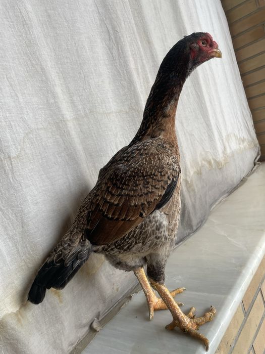 Yapon shamo tulak tuxumda 750 ming