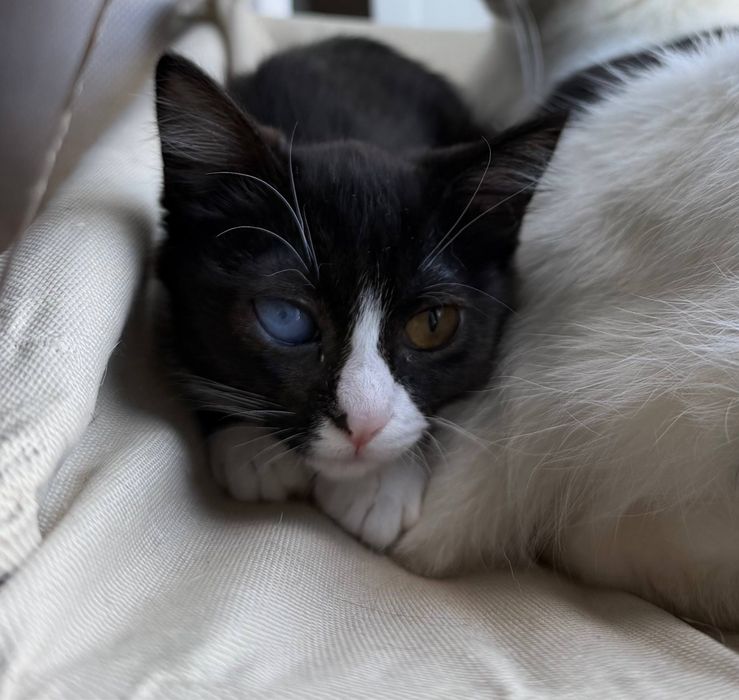 Кошечка в добрые руки