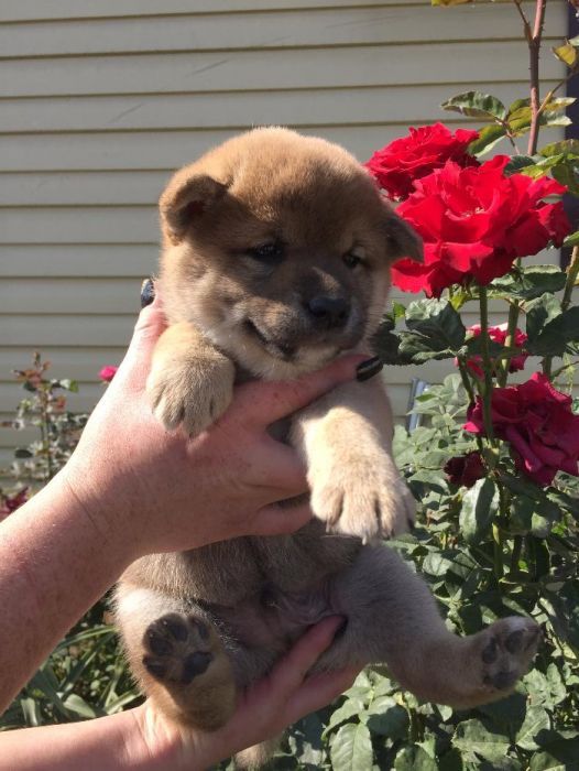 сибаиньчики на продажу