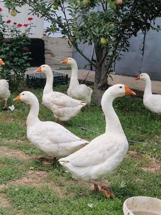 Гуси домашние молодые
