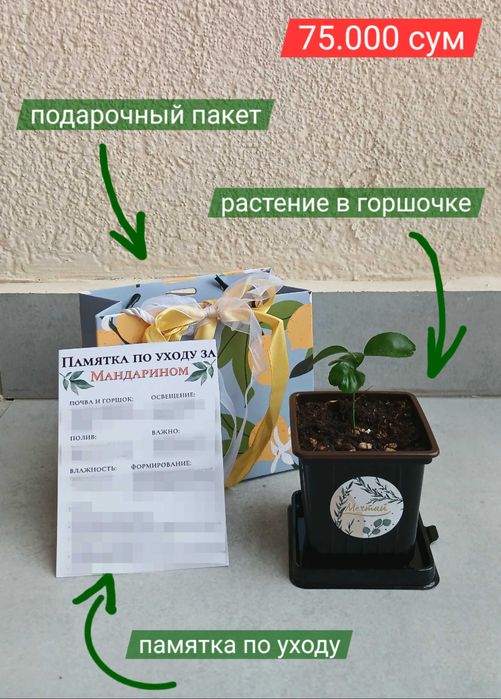 ТОЛЬКО ДО 7 ИЮНЯ! Дерево мандарин в горшке, саженцы