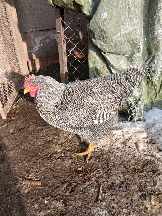 Cocoș plymount rock barat și cocos pitic motat incaltat