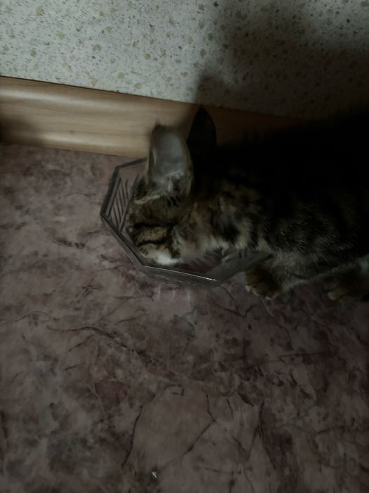 котенок 2 месяца в добрые руки