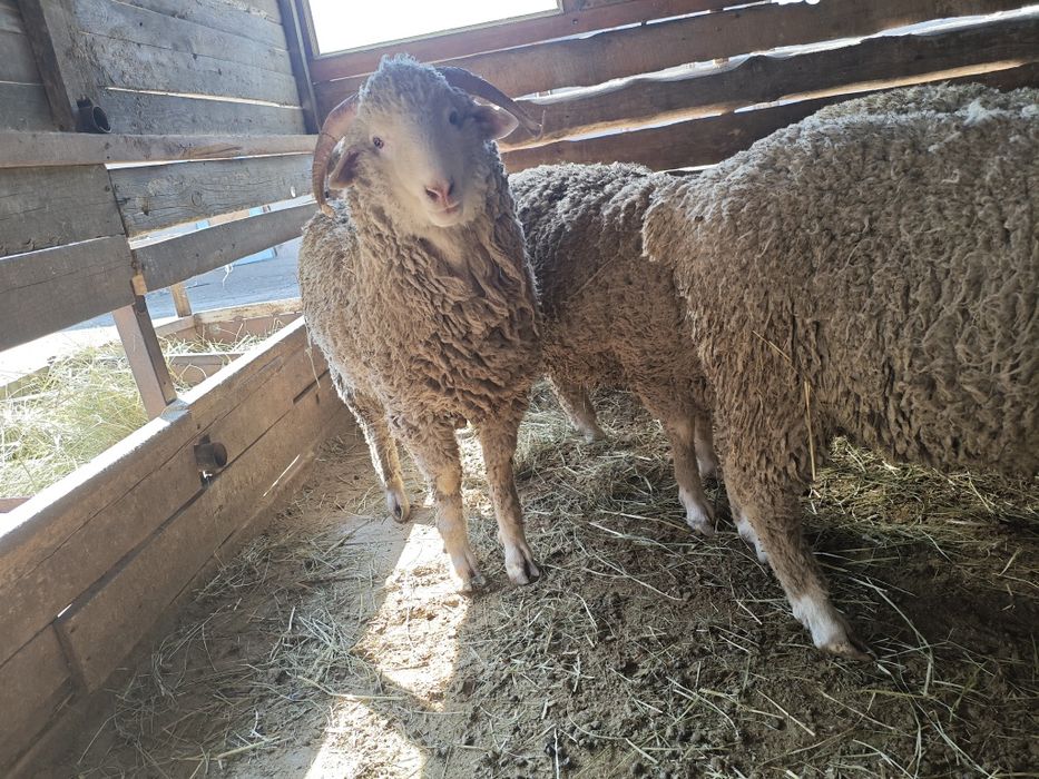 Кой токты сатылымда,