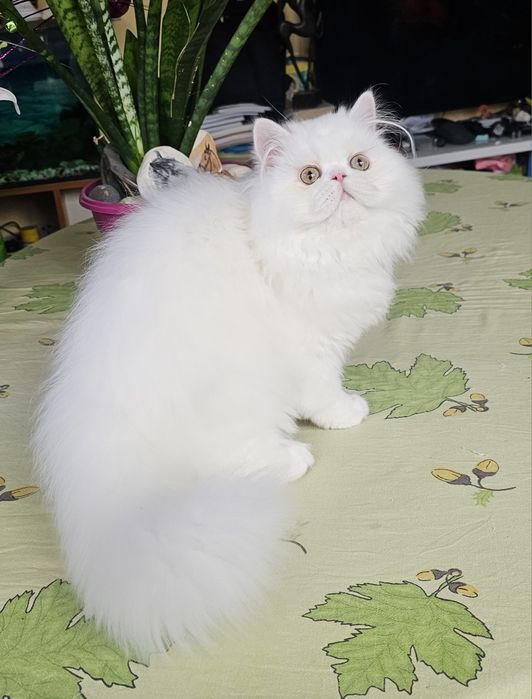 Персийско котенце