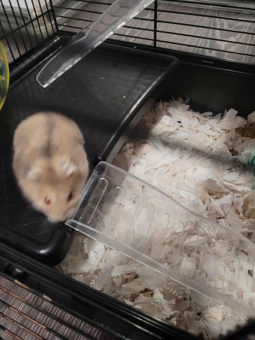 Vând hamster cu tot cu cușcă și accesorii