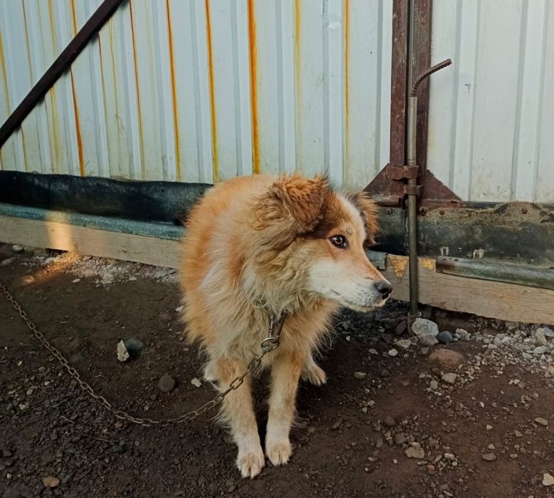 Отдам щенка 10 месяцев