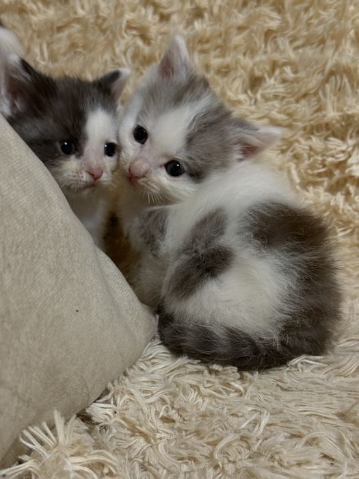 Отдаем котят в хорошие руки