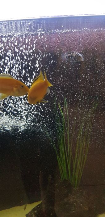 Рыбы цихлиды Еллоу