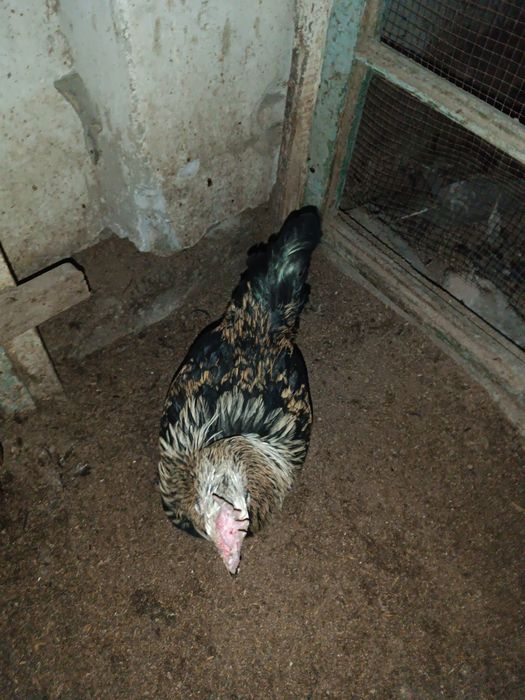 Xo'rozlar xar hil turidan