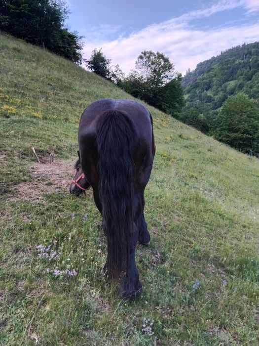 Armăsar de 2 ani de vânzare