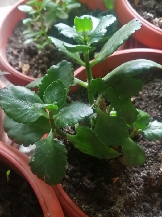 Продам комнатные цветы