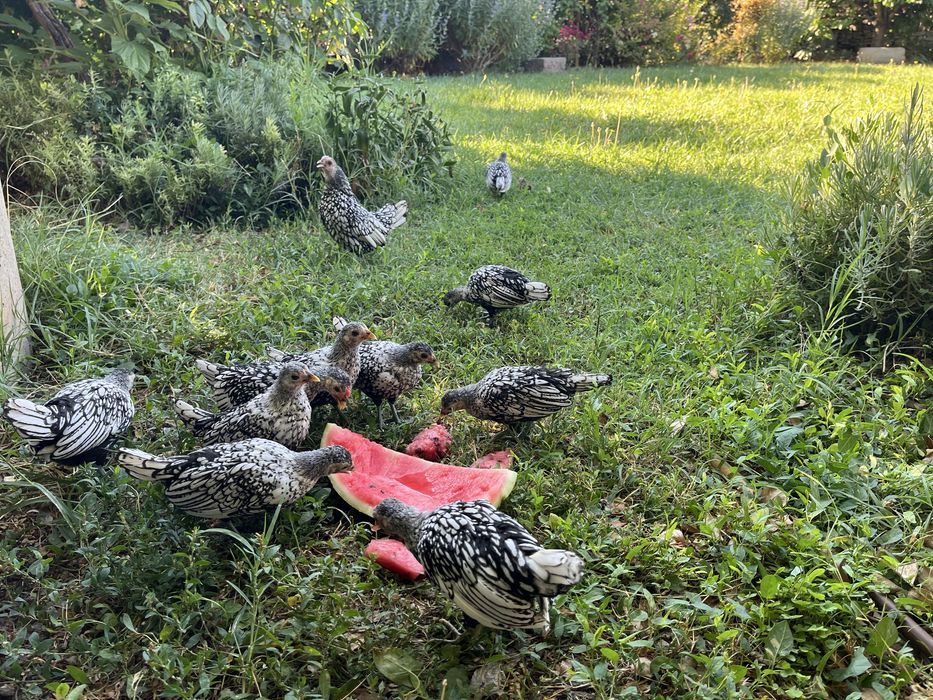 Сребърен зибрайт