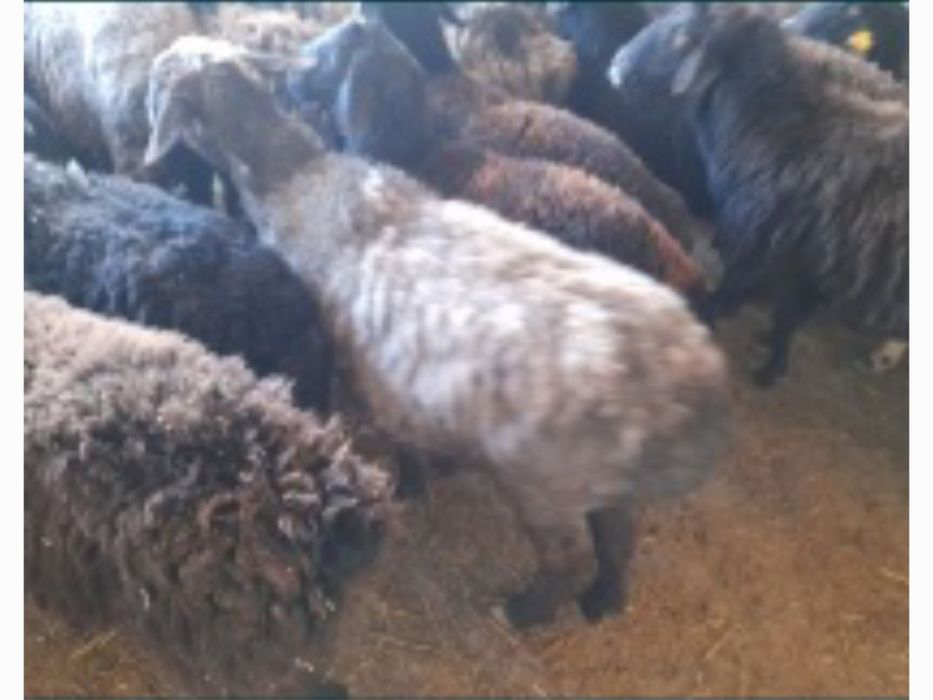 Кои токты бар сатылатын