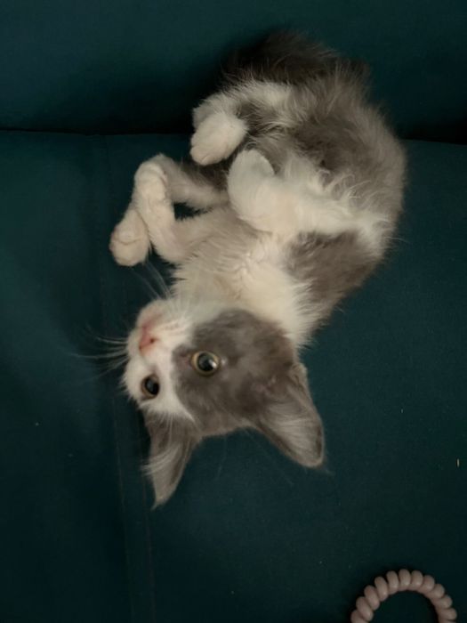 Отдам в ответственные руки