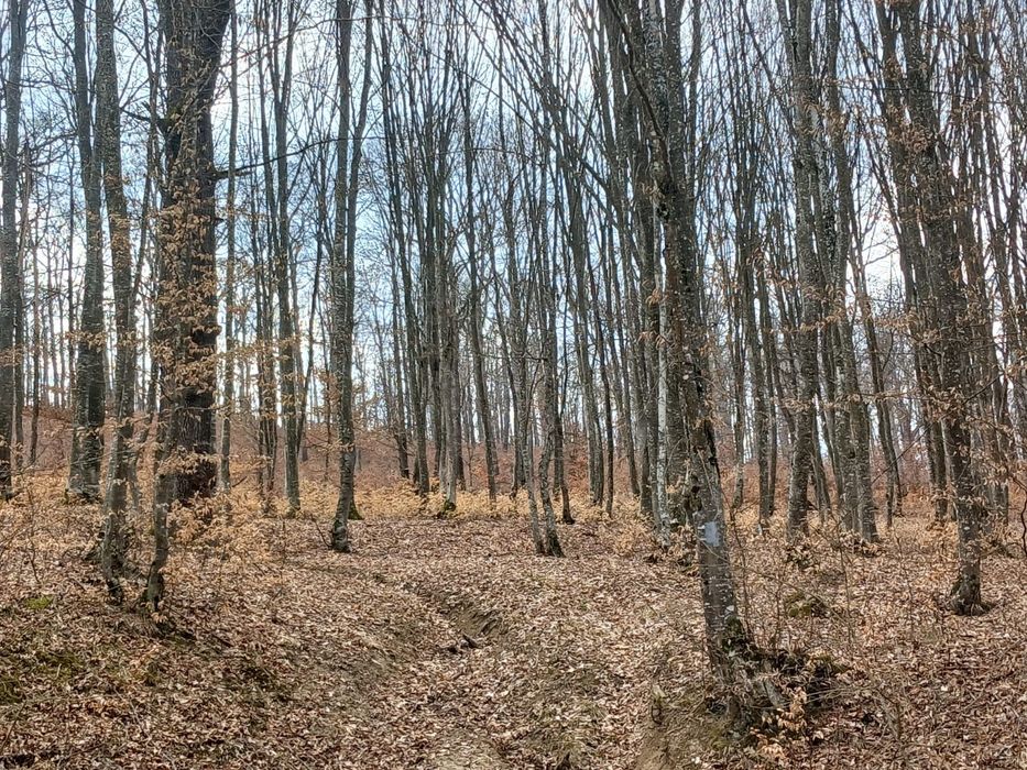 Pădure compactă de vânzare – activ forestier + venit din Carbon X