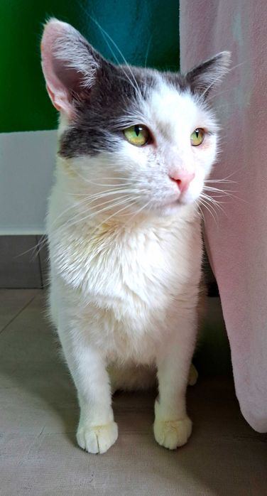 Adoptie pisica, motan castrat curte