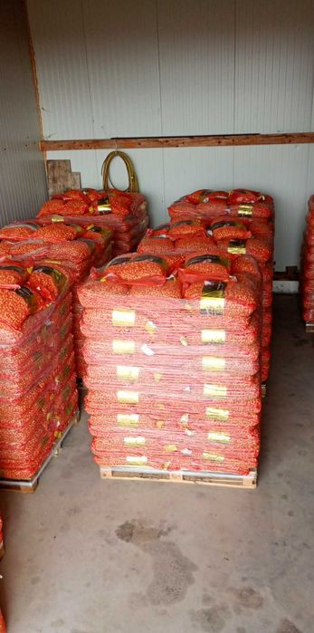 Vând arpagic stuttgarter ries 14/17