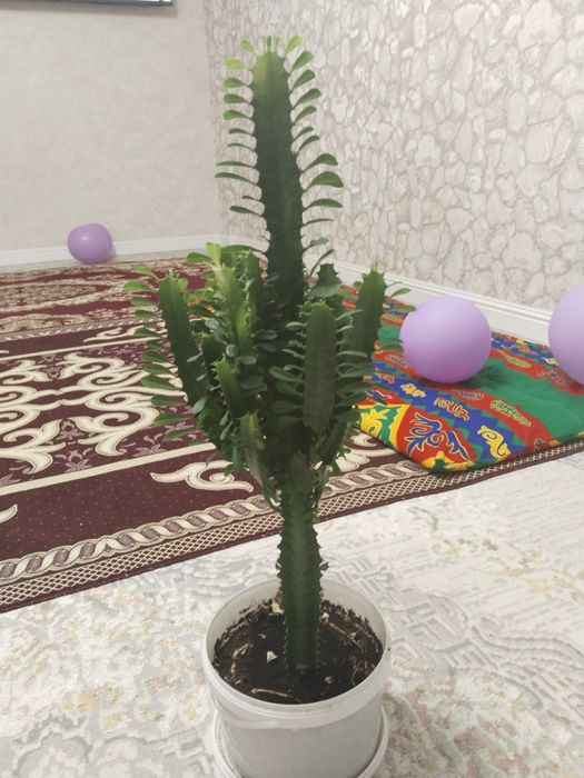 Продам,Сатам Гулдер ,отросклерде бар.