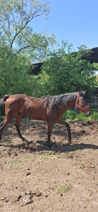 De vanzare armasar Pur Sange Englez