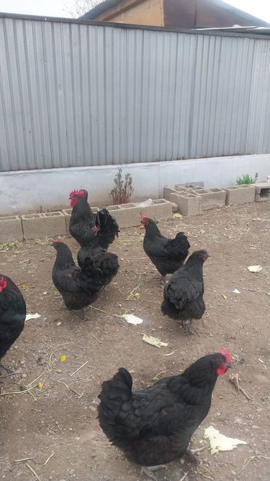 Продам кур австерлоп