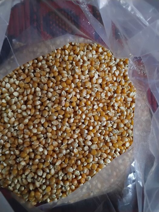 Porumb pentru floricele(popcorn) din producție proprie, fără chimicale