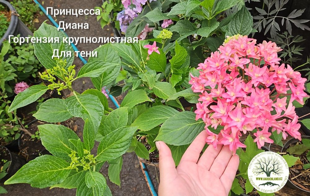 Гортензия не укрывная, ремонтантная Ю ЭНД ми . .