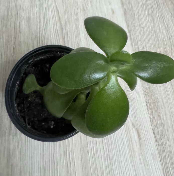 Фикус денежное дерево в подарок