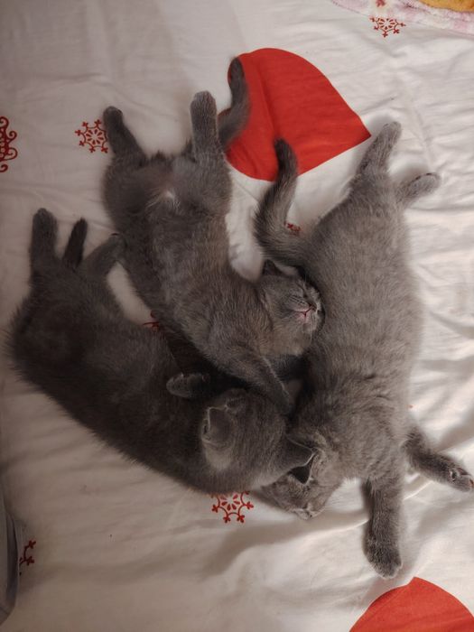 Британски котки 3 броя
